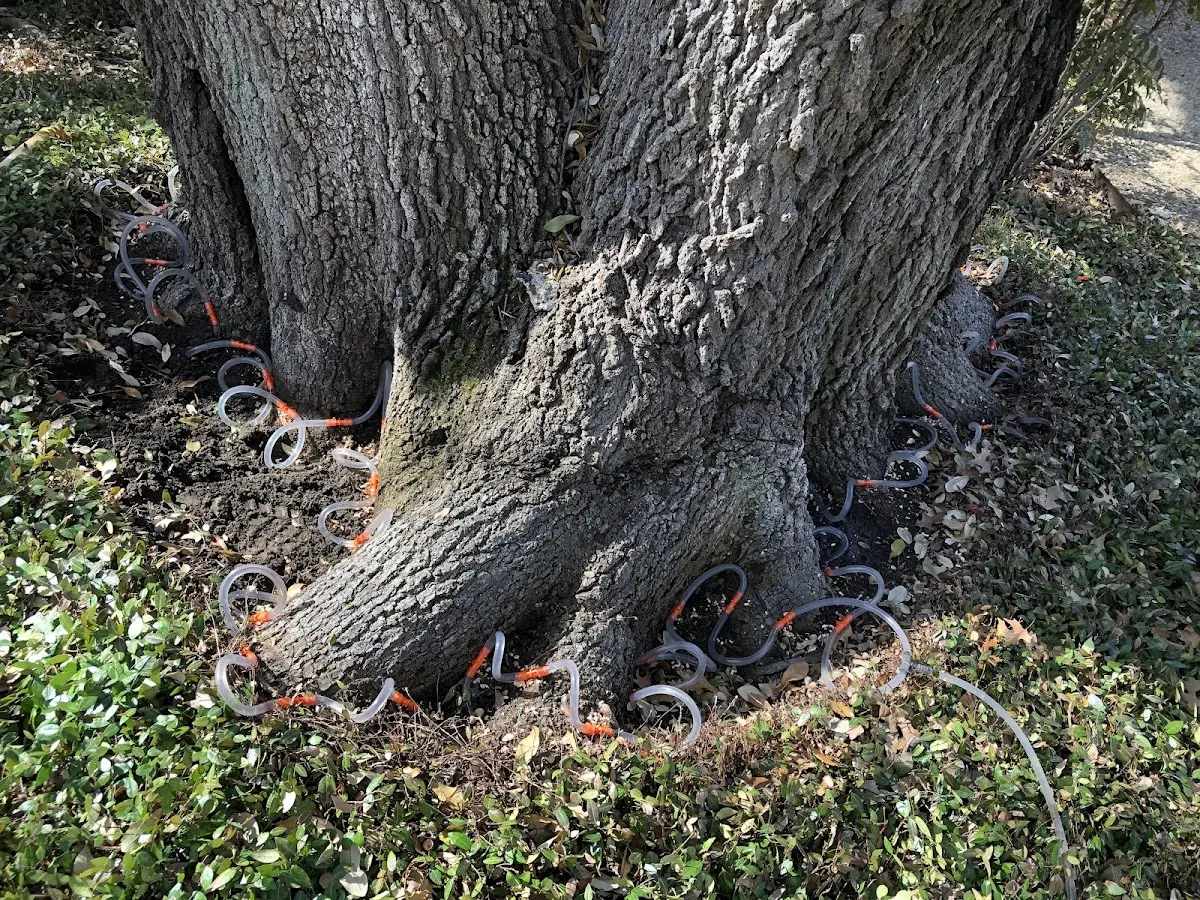 Detailed Tree Cabling and Bracing job site in New Waterford