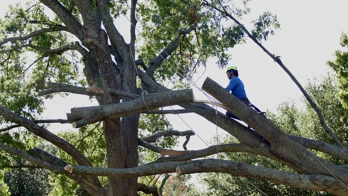 Professional Crown Thinning performed by certified arborists in New Waterford
