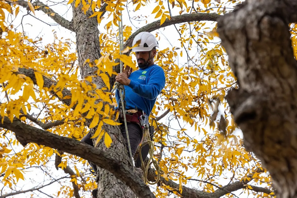 Skilled Tree Pruning crew working in New Waterford